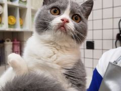 -猫大福·Fortune Cat猫舍(百子湾店)
