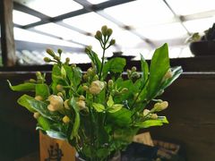-普洱茶府(博乐广场店)