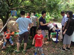 -从化深英荔枝黄皮龙眼采摘园