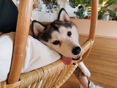 -Husky Go! 哈士奇体验馆·宠物咖啡厅狗咖