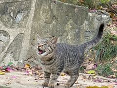 -南宁市凤岭儿童公园