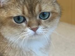 -飞行喵MR PILOT|猫舍·猫咖(静安大融城店)
