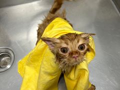 -瑞派康怡24h宠物医院·犬猫医疗中心·微创绝育(瑞景分院)