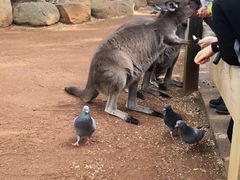 -费瑟代尔野生动物园