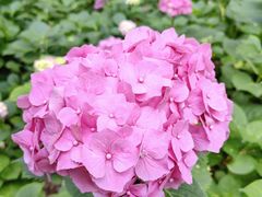 -上海滨江森林公园