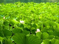 -莲花池公园