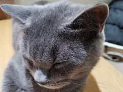 -藏猫猫咖啡主题馆(中央大道店)