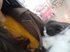 -李小姐の猫咖啡馆(五角场店)