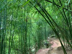 -川西竹海景区