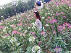 -松山湖梦幻百花洲