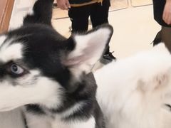 -共舞时光猫咖·狗咖(新街口店)