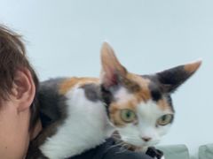-北京观赏动物医院·24小时大型综合·猫专科·异宠专科