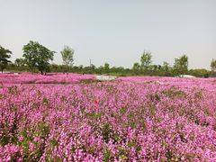 -花开海上生态园