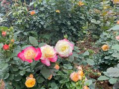 -人民公园(罗湖区)