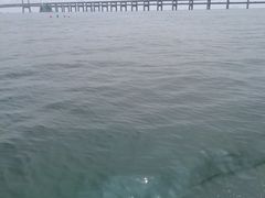 -星海湾跨海大桥