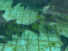 -力力渔港涉外店