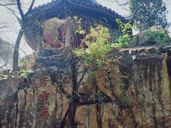 -香雪海
