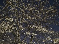 -高东镇樱花园