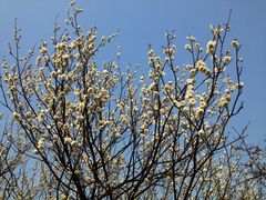 iphone_upload_pic-香雪海