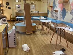 -滚猫咖啡·猫咖·猫友好撸猫(未来城店)