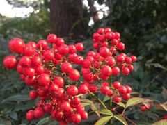 -上海虹桥迎宾馆