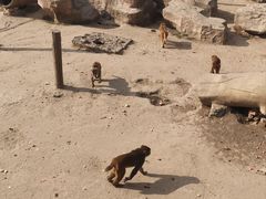 -沈阳森林动物园