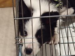 -康爱犬猫诊所·牙专科·骨外科·影像内科(丰宁店)