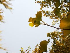 -辽宁大学(崇山校区)