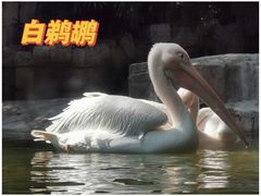 -广州长隆野生动物世界
