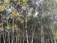 -乌兰布统草原