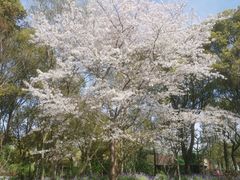 -上海滨江森林公园