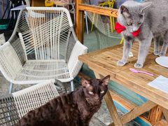 -喵屿·大理花园猫咖