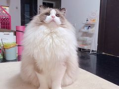 -萌兽医馆·眼科·异宠专科(三里屯店)