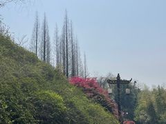 -宜兴龙背山森林公园