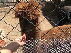 -长白岛森林公园