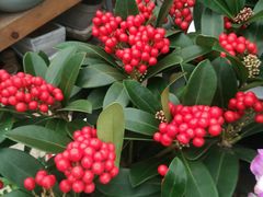 -龙大花卉苗木市场