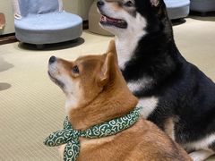 -逗柴咖啡屋·狗咖猫咖宠物桌游