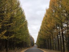 -塞罕坝国家级自然保护区