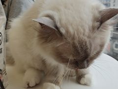 -怪兽屋·羊驼·猫咖·狗咖(俊华广场店)