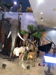 -卡通尼·Safari非洲探索乐园·生日会(金桥国际商业广场店)