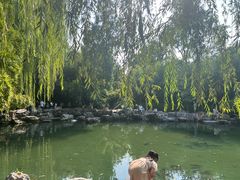 -趵突泉景区