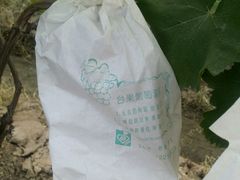 -马陆小张葡萄园农家乐