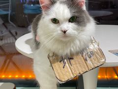 -怪兽屋·羊驼·猫咖·狗咖(俊华广场店)