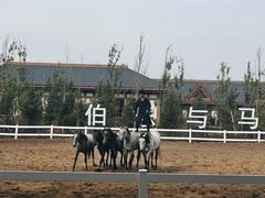 -中国马镇舞马世界主题乐园