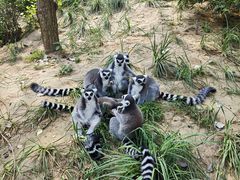 -北京野生动物园