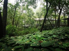 -西湖风景区-江洋畈生态公园
