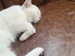 -猫小院猫主题餐厅(三里屯店)