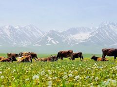 -新疆那拉提国家旅游度假区