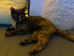 -Sirena海妖日咖夜酒