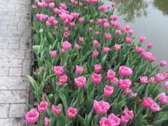 -上海鲜花港